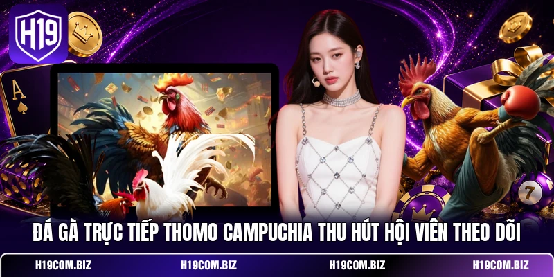 Đá Gà Trực Tiếp Thomo – Xem Trường Gà C1 Đến C5 Trên H19 2 Đá gà trực tiếp Thomo Campuchia thu hút hội viên theo dõi