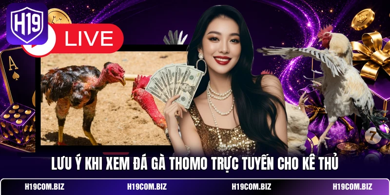 Đá Gà Trực Tiếp Thomo – Xem Trường Gà C1 Đến C5 Trên H19 4 Lưu ý khi xem đá gà Thomo trực tuyến cho kê thủ